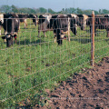 Electro Galvanized Cattle Field Fence Hog Wire Fence